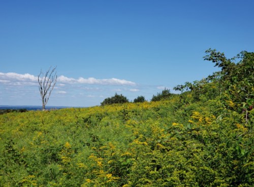 A vibrant green field with yellow flowers under a clear blue sky, featuring a lone dead tree in the background.
