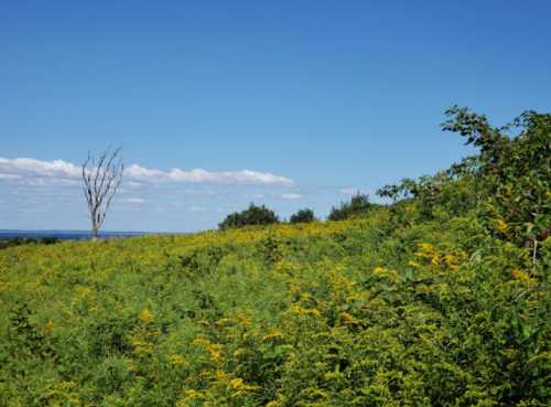 A vibrant green field with yellow flowers under a clear blue sky, featuring a lone dead tree in the background.