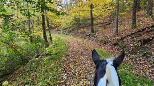 View from horseback on a winding trail through a colorful autumn forest, with fallen leaves covering the ground.