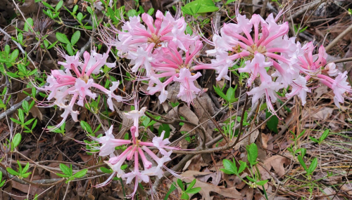 A cluster of pink and white flowers blooming among green leaves and brown foliage.
