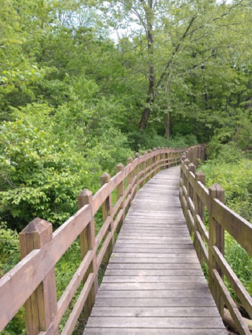 A winding wooden bridge surrounded by lush green trees and foliage.