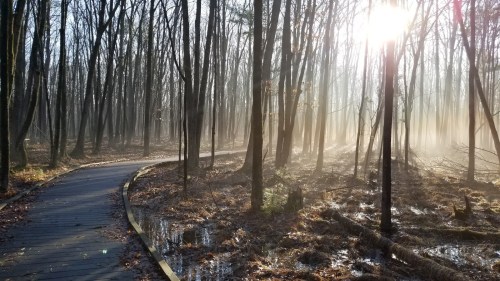 A winding wooden path through a misty forest, with sunlight filtering through the trees.