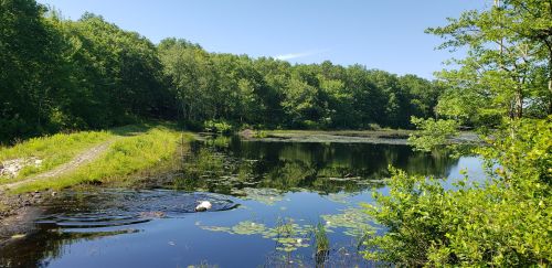 A serene pond surrounded by lush greenery, with lily pads and a dog swimming in the water under a clear blue sky.