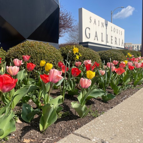 Colorful tulips in bloom in front of the Saint Louis Galleria sign on a sunny day.