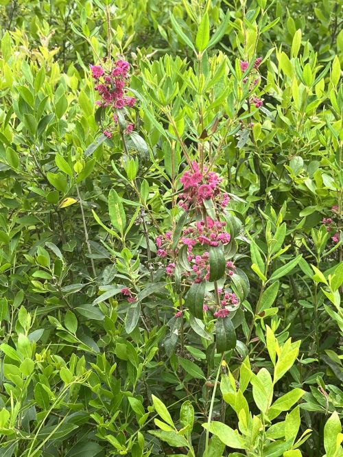 A cluster of vibrant pink flowers surrounded by lush green foliage.