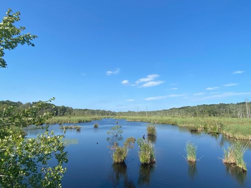 A serene wetland scene with calm water, lush greenery, and a clear blue sky.