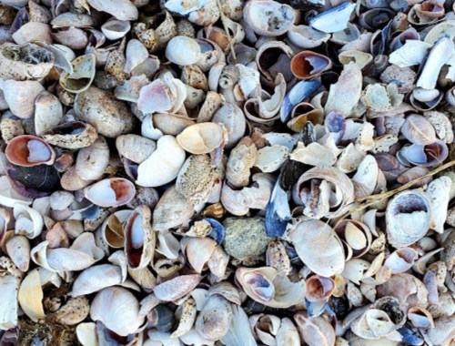 A close-up of a variety of seashells scattered on the ground, showcasing different shapes and colors.