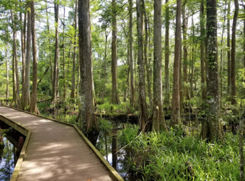 A wooden boardwalk winds through a lush, green swamp with tall trees and reflective water.