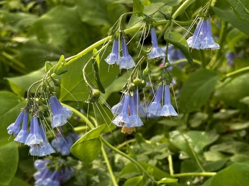 A cluster of delicate bluebell flowers hanging from a green stem, surrounded by lush green foliage.