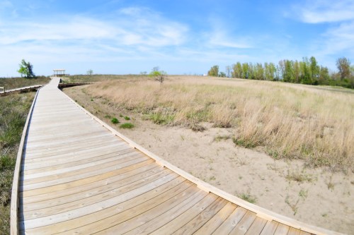 A wooden boardwalk winds through a grassy landscape under a clear blue sky.