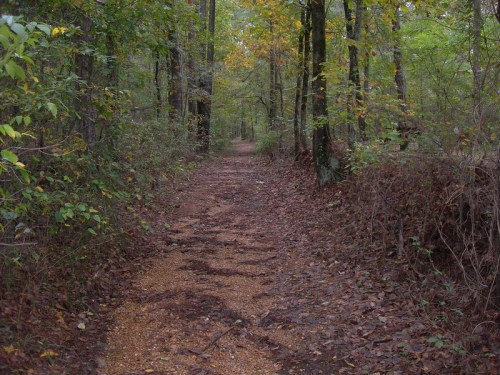 A winding dirt path through a forest, surrounded by trees and scattered autumn leaves.