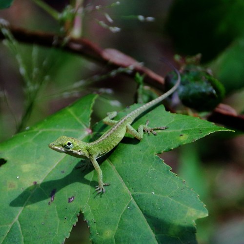 A small green lizard perched on a leaf, blending into its natural surroundings.