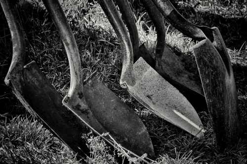 A close-up of several shovels resting on grass, captured in black and white.