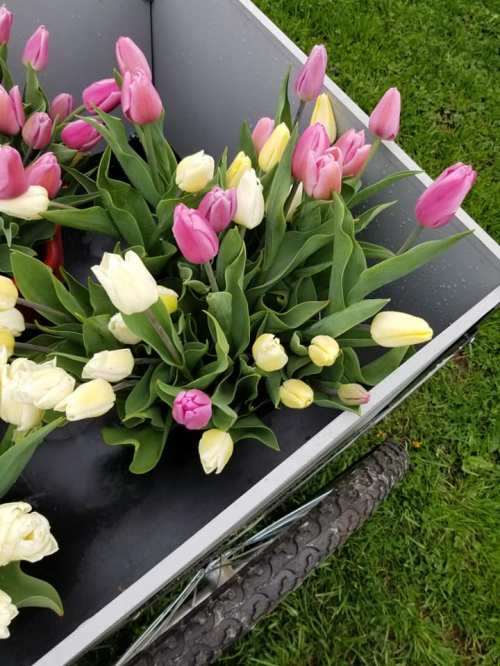 A cart filled with vibrant pink, yellow, and white tulips on a grassy surface.
