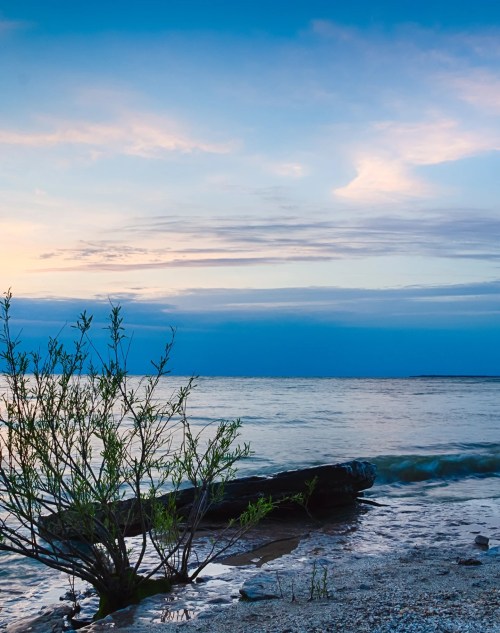 A serene beach scene at sunset, featuring gentle waves, a small bush, and a colorful sky.