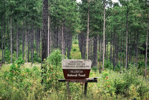 Sign for Loblolly Pine Progeny Test in Talladega National Forest, surrounded by tall pine trees and greenery.