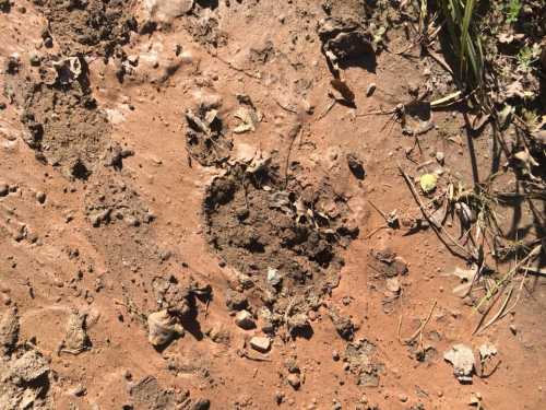 A close-up of a dirt ground showing a large animal track surrounded by small rocks and dry leaves.