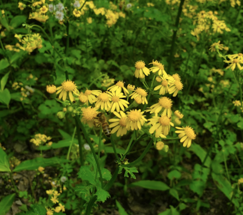 A cluster of bright yellow wildflowers surrounded by lush green foliage.