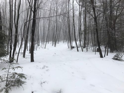 A snowy forest scene with tall, bare trees shrouded in fog, creating a serene and quiet atmosphere.
