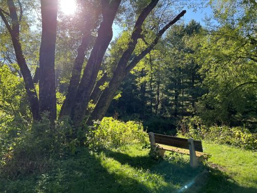 A sunlit park scene featuring a large tree and a wooden bench surrounded by lush greenery and tall trees in the background.