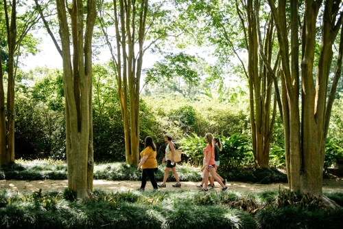 A group of four people walking along a path in a lush, green forest with tall trees.