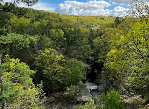 A lush green forest with a river flowing through it, under a partly cloudy sky.