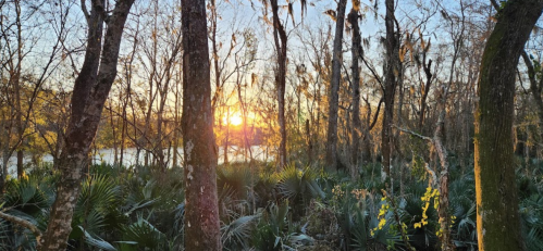 Sunset peeking through bare trees in a lush, green forest with palm-like plants and a serene water view.