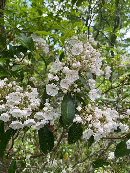 A cluster of white flowers with green leaves, surrounded by lush greenery in a natural setting.