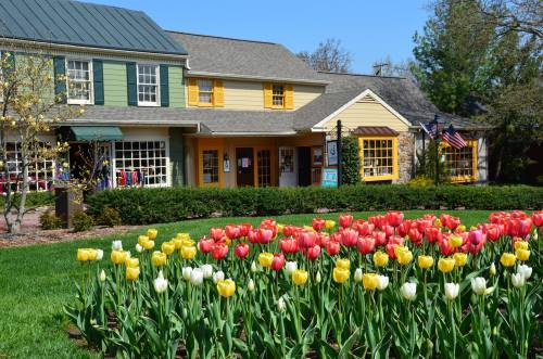 Colorful tulips in bloom in front of charming, multi-colored buildings on a sunny day.