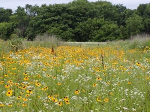 A vibrant field of yellow flowers and white blooms, surrounded by lush green trees and grass under a cloudy sky.