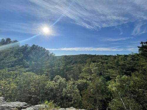 A sunlit view of lush green trees and a clear blue sky, with wispy clouds above a distant mountain range.