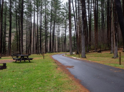 A winding path through a forested area with tall trees and picnic tables on a grassy field.