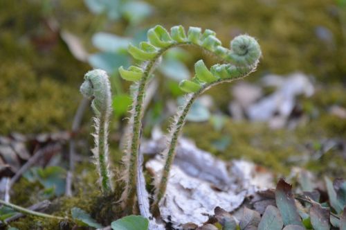 Close-up of young fern fronds emerging from the ground, surrounded by moss and fallen leaves.