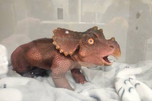 A colorful dinosaur-like creature with a spiky head, resting on a soft blanket inside a glass enclosure.