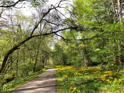 A serene path through a lush green forest, lined with vibrant yellow wildflowers under a bright sky.