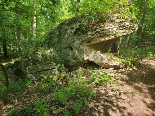 A large, moss-covered rock formation resembling a frog, surrounded by lush green foliage in a forested area.