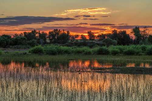 Sunset over a tranquil wetland, with vibrant colors reflecting on the water and lush greenery in the background.