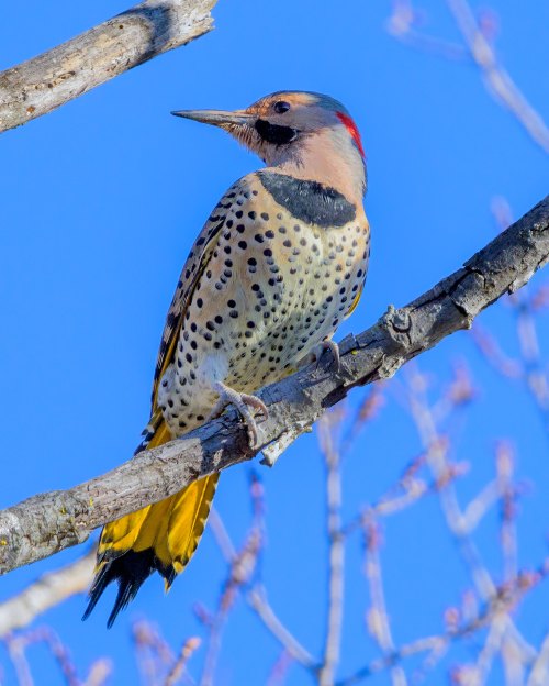 A woodpecker perched on a branch, showcasing its spotted feathers and vibrant yellow tail against a blue sky.