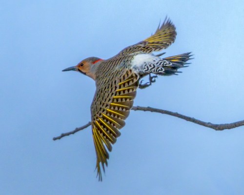 A bird in flight, showcasing its colorful feathers and wings, perched on a branch against a blue sky.