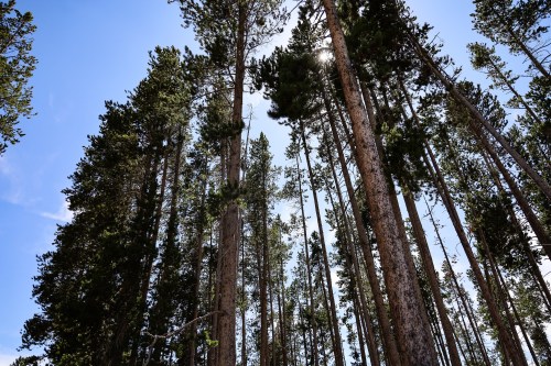 Tall trees stretch towards a clear blue sky, with sunlight filtering through the branches.