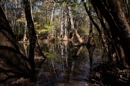 A serene wetland scene with trees reflecting in calm water, surrounded by lush greenery and dappled sunlight.