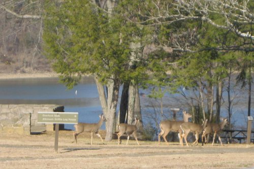 A group of deer walking near a lake, with trees and a sign for Overlook Walk in the foreground.