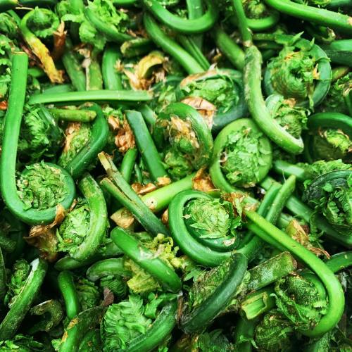 A close-up of fresh fiddlehead ferns, showcasing their vibrant green color and curled shapes.