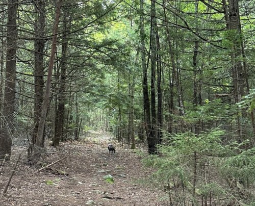 A narrow forest path surrounded by tall trees, with a dog walking in the distance.