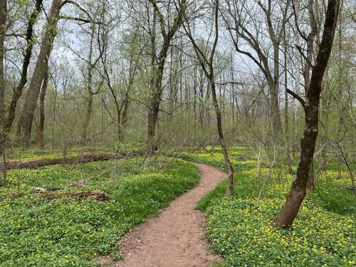 A winding dirt path through a lush forest filled with green grass and yellow wildflowers under a cloudy sky.