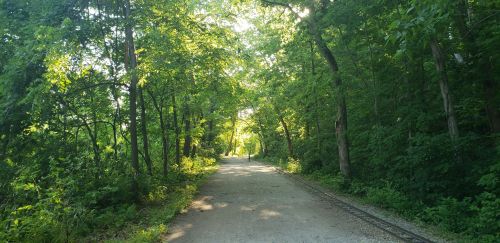 A serene, tree-lined path with sunlight filtering through the leaves, surrounded by lush greenery.
