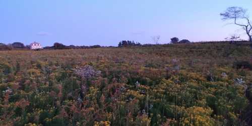 A vibrant field of yellow and green flowers at dusk, with a distant house and trees under a soft purple sky.