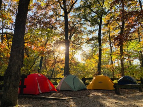 Four colorful tents are set up in a forest with autumn leaves, sunlight filtering through the trees.