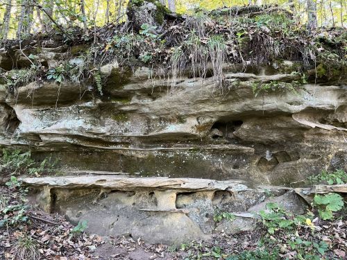 A natural rock formation with a flat ledge, surrounded by greenery and trees in a forested area.