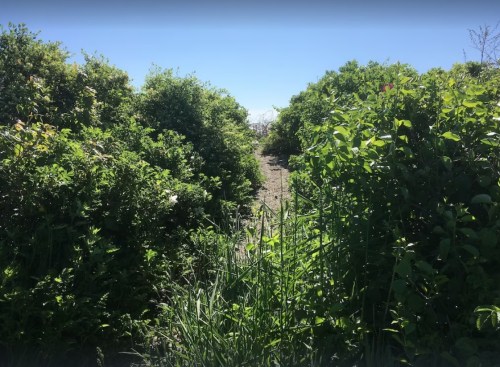 A narrow path surrounded by lush green bushes and plants, leading into a bright, open area.